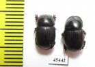 Scarabaeinae sp.  Peru - INSECTS-STORE.RU