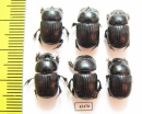 Scarabaeinae sp.  Peru - INSECTS-STORE.RU