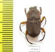 Eurysternus sp.  Peru - INSECTS-STORE.RU