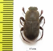 Eurysternus sp.  Peru - INSECTS-STORE.RU