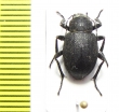 Lasiostola hirta  Uzbekistan - INSECTS-STORE.RU