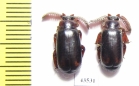 Paussinae sp.  South Africa Rep. - INSECTS-STORE.RU