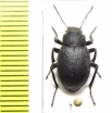 Lasiostola hirta  Uzbekistan - INSECTS-STORE.RU