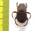 Eurysternus sp.  Peru - INSECTS-STORE.RU