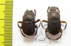 Eurysternus sp.  Peru - INSECTS-STORE.RU