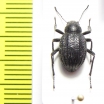 Lasiostola carinata  Kazakhstan - INSECTS-STORE.RU