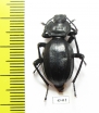 Akis trilineata barbara  Tunis - INSECTS-STORE.RU