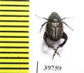 Hopliini sp.  South Africa Rep. - INSECTS-STORE.RU