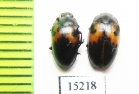 Erotylidae sp.  Indonesia, Kalimantan - INSECTS-STORE.RU