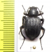 Allotadzhikistania comata  Tajikistan - INSECTS-STORE.RU