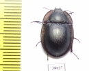 Tenebrionidae sp.  Australia - INSECTS-STORE.RU
