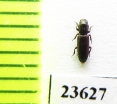 Pycnomerus sp.  Peru - INSECTS-STORE.RU