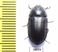Tenebrionidae sp.  Australia - INSECTS-STORE.RU