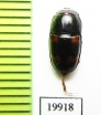 Nitidulidae sp.  Vietnam - INSECTS-STORE.RU