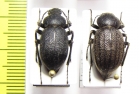 Lasiostola mollis, pair  Uzbekistan - INSECTS-STORE.RU