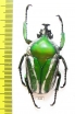 Dicronorrhina derbyana Zambia - INSECTS-STORE.RU