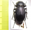 Lasiostola mollis  Uzbekistan - INSECTS-STORE.RU