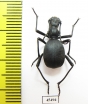Leptoderis collaris  Spain - INSECTS-STORE.RU