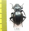 Akis lusitanica  Spain - INSECTS-STORE.RU