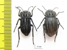 Alphasida lopezi, pair  Spain - INSECTS-STORE.RU