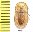 Cossyphus sp.  Kenya - INSECTS-STORE.RU