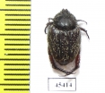Hopliini sp.  South Africa Rep. - INSECTS-STORE.RU