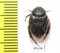 Hopliini sp.  South Africa Rep. - INSECTS-STORE.RU
