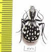 Graphipterus serrator  Morocco - INSECTS-STORE.RU