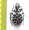 Graphipterus serrator  Morocco - INSECTS-STORE.RU