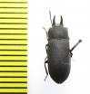 Cryphaeus sp.  India, Uttarakhand - INSECTS-STORE.RU