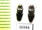 Coraebus sp.  Laos - INSECTS-STORE.RU