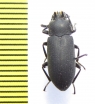 Toxicum sp.  Thailnad - INSECTS-STORE.RU
