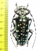 Anoplophora solii  Thailand  59mm - INSECTS-STORE.RU