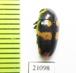 Chrysomelidae sp.  Zambia - INSECTS-STORE.RU