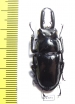 Pseudorhaetulus sinicus concolor  Taiwan - INSECTS-STORE.RU