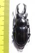 Pseudorhaetulus sinicus concolor  Taiwan - INSECTS-STORE.RU