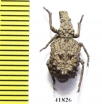 Curculionidae sp.  Zambia - INSECTS-STORE.RU
