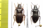 Melandrya dubia  Russia, Tver reg. - INSECTS-STORE.RU