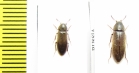 Xylita laevigata  Russia, Tver reg. - INSECTS-STORE.RU