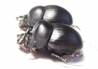 Catharsius sp., pair  Zambia - INSECTS-STORE.RU