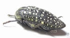 Julodis euphratica euphratica  Oman - INSECTS-STORE.RU