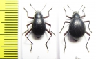Cauricara brunnipes, pair  Namibia - INSECTS-STORE.RU