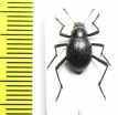 Cauricara brunnipes  Namibia - INSECTS-STORE.RU