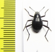 Cauricara brunnipes  Namibia - INSECTS-STORE.RU