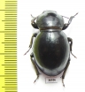Tenebrionidae sp.  South Africa Rep. - INSECTS-STORE.RU
