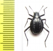 Adesmia metallica mediocostata  Morocco - INSECTS-STORE.RU