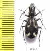 Piezia sp.  Zambia - INSECTS-STORE.RU