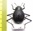 Onymacris plana, female  Namibia - INSECTS-STORE.RU