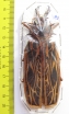 Macrodontia cervicornis, female  Peru 105mm  - INSECTS-STORE.RU
