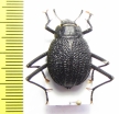 Onymacris plana, female  Namibia - INSECTS-STORE.RU